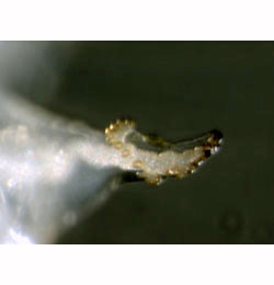 Phytomyza rydeni larva,  posterior spiracle