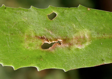 Mine of Phytomyza sedicola on Sedum telephium subsp. fabaria