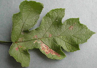 Mine of Phytomyza sphondyliivora on Heracleum. Image: © Rob Edmunds (British leafminers)