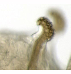 Phytomyza spinaciae larva,  anterior spiracles,  lateral