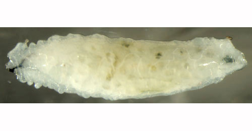 Phytomyza spinaciae larva,  lateral