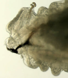 Phytomyza spinaciae larva,  lateral