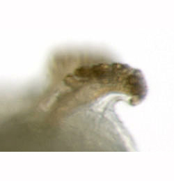 Phytomyza spinaciae larva,  posterior spiracles,  lateral
