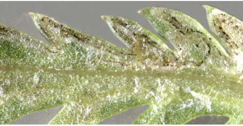 Mine of Phytomyza tanaceti on Tanacetum vulgare