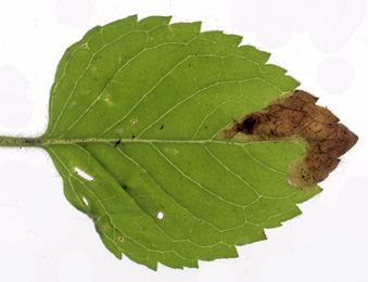 Mine of Phytomyza tetrasticha on Mentha aquatica