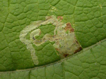 Mine of Phytomyza tussilaginis on Petasites hybridus