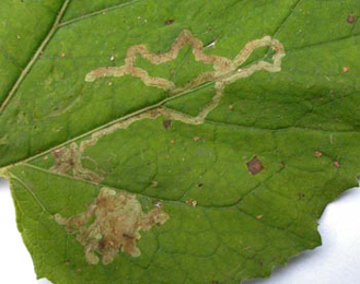 Mine of Phytomyza tussilaginis on Petasites hybridus