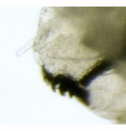 Phytomyza tussilaginis larva,  lateral