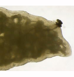 Phytomyza tussilaginis larva,  lateral