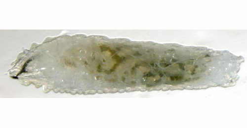 Phytomyza vitalbae larva,  lateral