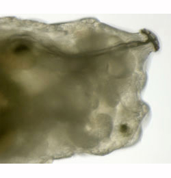 Phytomyza vitalbae larva,  lateral