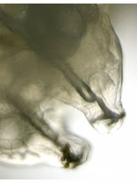 Phytomyza vitalbae larva,  posterior spiracles,  dorsal
