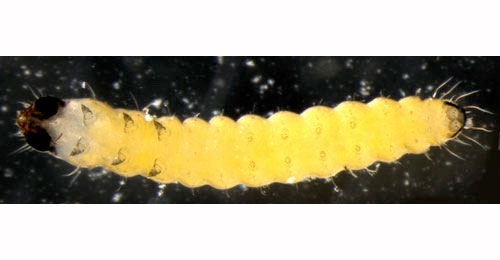 Prays fraxinella larva,  ventral