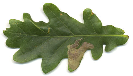 Mine of Profenusa pygmaea on Quercus robur