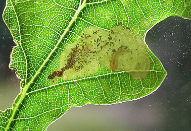 Mine of Profenusa pygmaea on Quercus