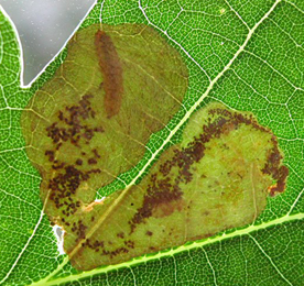 Mine of Profenusa pygmaea on Quercus