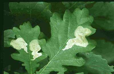 Mine of Profenusa pygmaea on Quercus robur