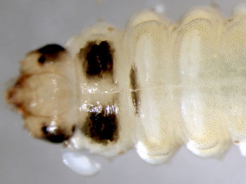 Profenusa pygmaea larva,  dorsal