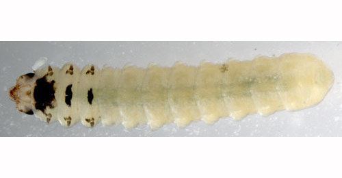 Profenusa pygmaea larva,  ventral