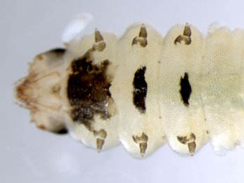 Profenusa pygmaea larva,  ventral