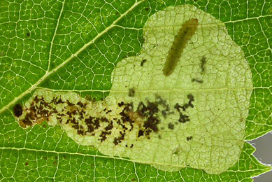 Mine of Profenusa thomsoni on Betula