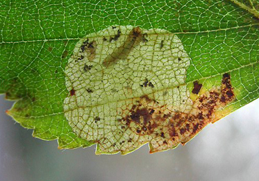 Mine of Profenusa thomsoni on Betula