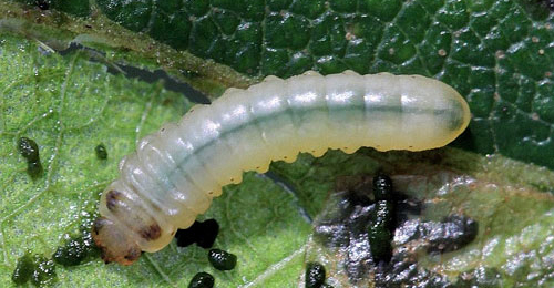 Profenusa thomsoni larva,  dorsal