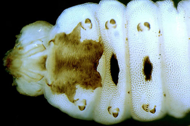 Profenusa thomsoni larva,  ventral