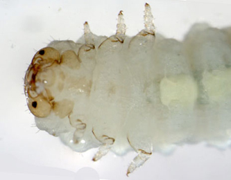 Pseudodineura fuscula larva,  ventral