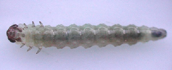 Larva of Pseudodineura mentiens