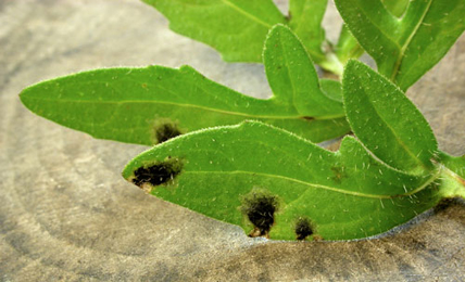 Mine of Pseudorchestes pratensis on Centaurea scabiosa