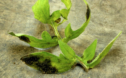 Mine of Pseudorchestes pratensis on Centaurea scabiosa