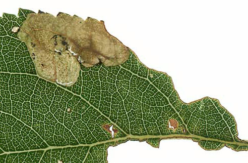 Mine of Pseudoswammerdamia combinella on Prunus spinosa