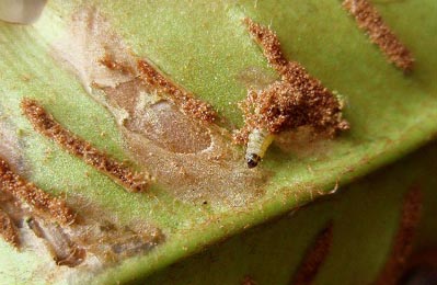 Mine of Psychoides verhuella on Fagus sylvatica