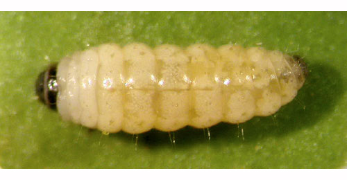 Psychoides verhuella larva,  dorsal