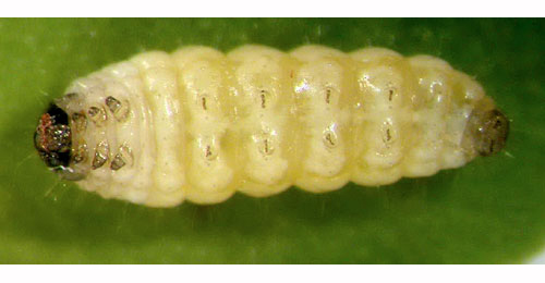 Psychoides verhuella larva,  ventral