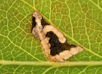 Mine of Recurvaria nanella on Pyrus communis