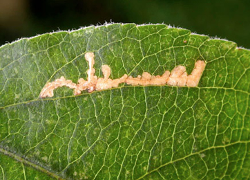 Mine of Recurvaria nanella on Malus domestica