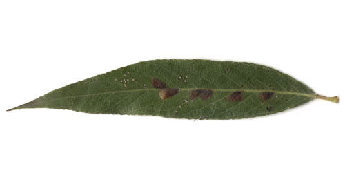 Mine of Rhamphus pulicarius on Salix alba