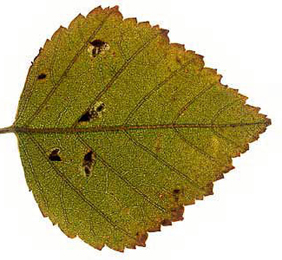 Mine of Rhamphus pulicarius on Betula pubescens