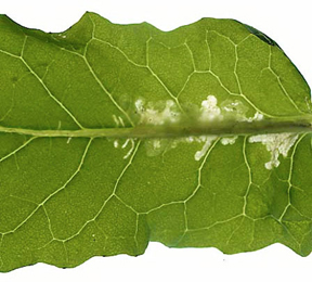 Mine of Scaptomyza flava on Brassica rapa