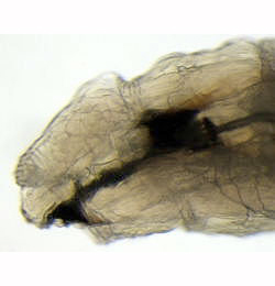 Scaptomyza flava larva,  anterior,  lateral
