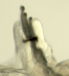 Scaptomyza flava larva,  anterior spiracle,  lateral