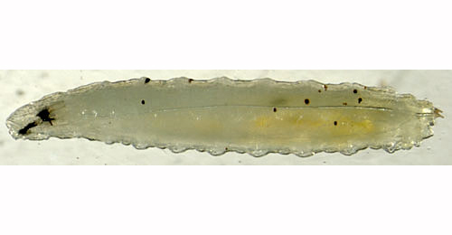 Scaptomyza flava larva,  lateral