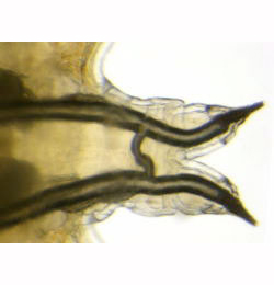 Scaptomyza flava larva,  posterior spiracle,  dorsal