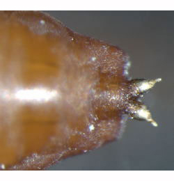 Scaptomyza flava puparium,  posterior spiracles