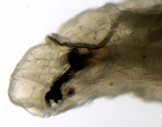 Scaptomyza graminum larva,  anterior,  lateral