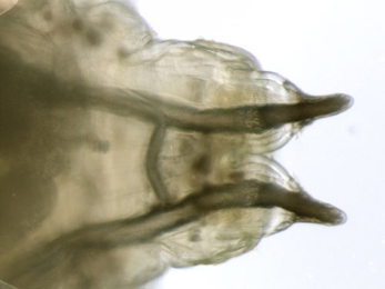 Scaptomyza flava larva,  posterior spiracles,  dorsal