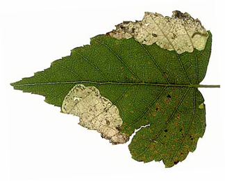 Mine of Scolioneura betuleti on Betula pendula