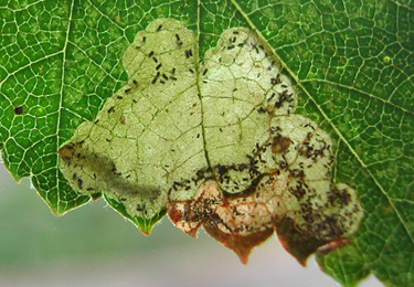 Mine of Scolioneura betuleti on Betula pendula